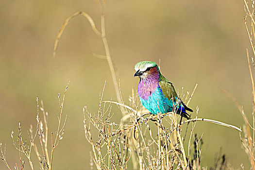 紫胸佛法僧鸟,佛法僧属,栖息,树上,枝条,南卢安瓜国家公园,赞比亚,非洲