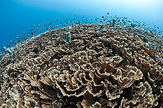 圣餐杯,珊瑚礁,雀鲷,巴厘岛,印度尼西亚,亚洲