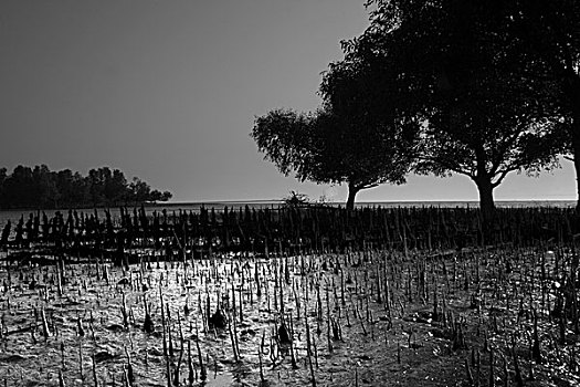 世界遗产,红树林,树林,世界,卧,三角洲,嘴,恒河,河,区域,孟加拉,西孟加拉,库尔纳市,十一月,2008年