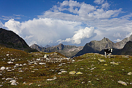 母牛,山,山脉,山谷,阿尔卑斯山,格劳宾登,瑞士