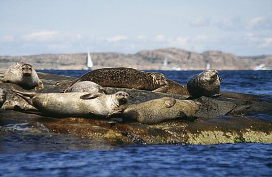 海豹,放松,岩石上,旁侧,海洋