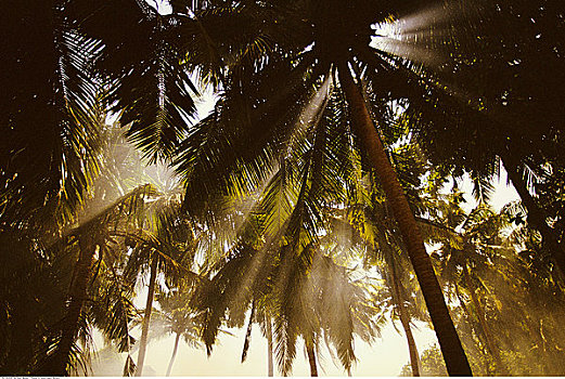 棕榈树,阳光,马尔代夫