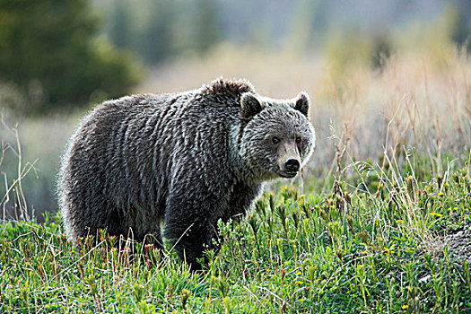大灰熊,加拿大,落矶山