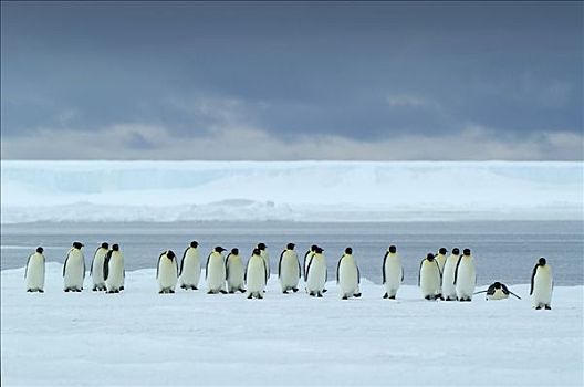 帝企鹅,群,南极