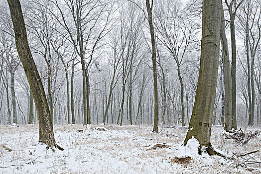 山毛榉树,树林,冬天,靠近,萨克森安哈尔特,德国