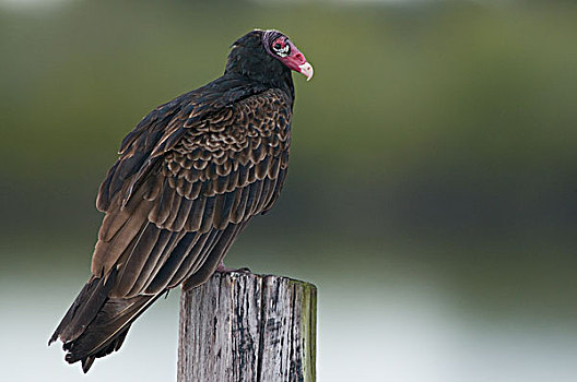 美洲鹫,红头美洲鹫,梅里特岛,国家野生动植物保护区,佛罗里达