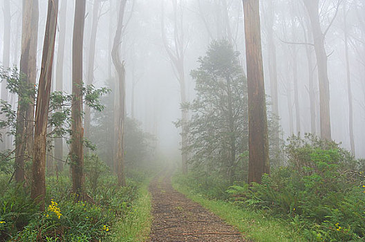 树林,亚拉山国家公园,维多利亚