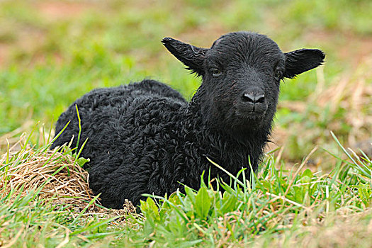 诞生,黑色,羊羔,草地,石荷州,德国,欧洲
