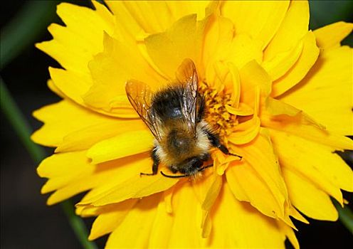 褐色,大黄蜂,熊蜂,收集,花粉,黄花,花园,英格兰