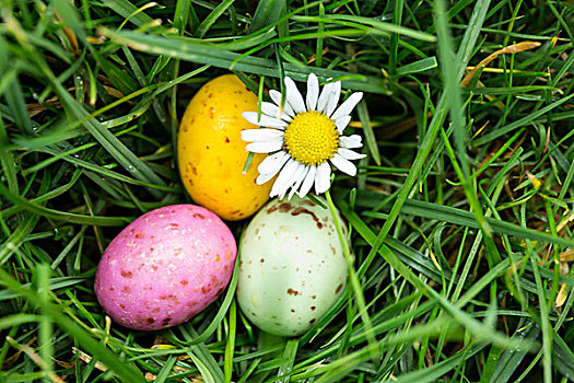 小,彩色,复活节彩蛋,草,雏菊