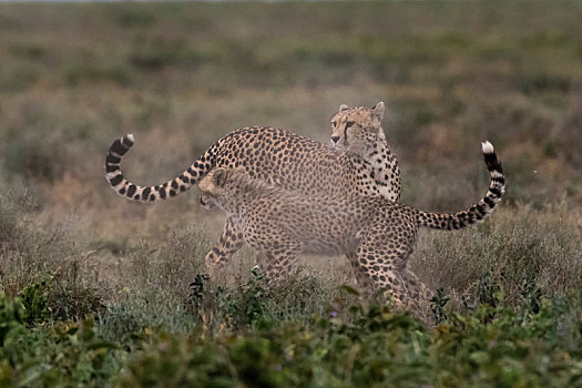 女性,印度豹,猎豹,幼兽,打斗,恩戈罗恩戈罗,保护区,塞伦盖蒂,坦桑尼亚