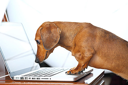 狗,用电脑