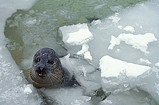 斑海豹,头部,成年,出现,冰,加拿大