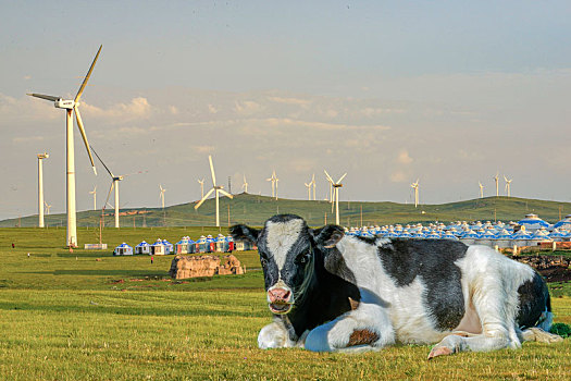 牛,母牛,新能源,风力发电,内蒙古草原
