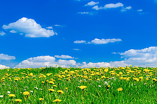 春天,草地,太阳光