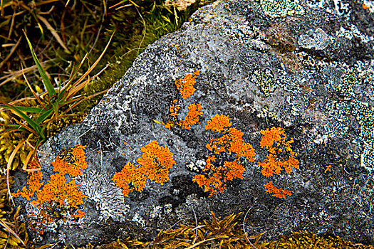 挪威,斯瓦尔巴特群岛,露营,鲜明,橙色,苔藓,石头
