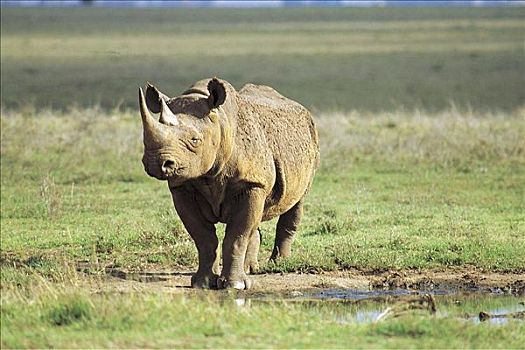 黑犀牛,哺乳动物,内罗毕国家公园,肯尼亚,非洲,动物