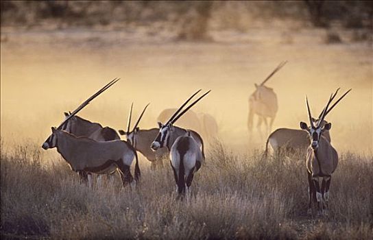 南非大羚羊,羚羊,牧群,日落,卡拉哈迪大羚羊国家公园,卡拉哈里沙漠,南非