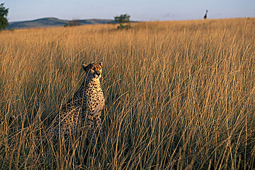 肯尼亚,马塞马拉野生动物保护区,印度豹,猎豹,坐,高,热带草原,草,靠近,长颈鹿,日落