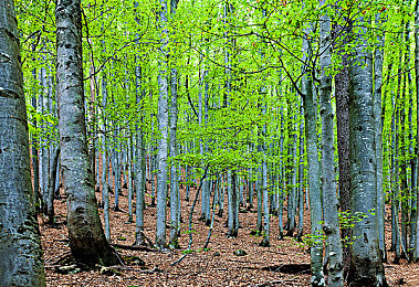 林木图片