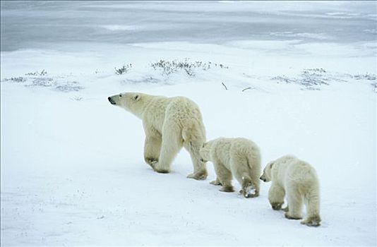 北极熊,母亲,加拿大