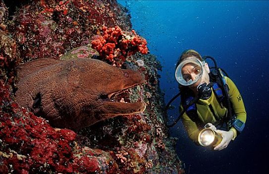 巨大,海鳗,潜水者,阿里环礁,马尔代夫,印度洋