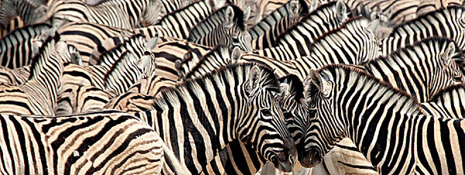 纳米比亚,埃托沙国家公园,牧群,斑马