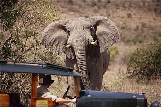 肯尼亚,马赛马拉国家公园,一个,大象,奔跑,20年代,露营
