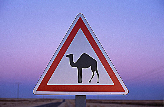 路标,骆驼