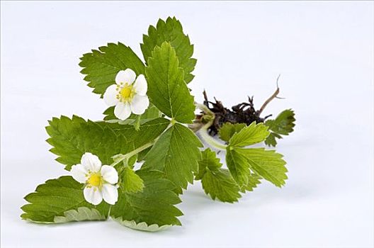 野草莓,植物,花