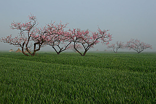 田野里的桃树