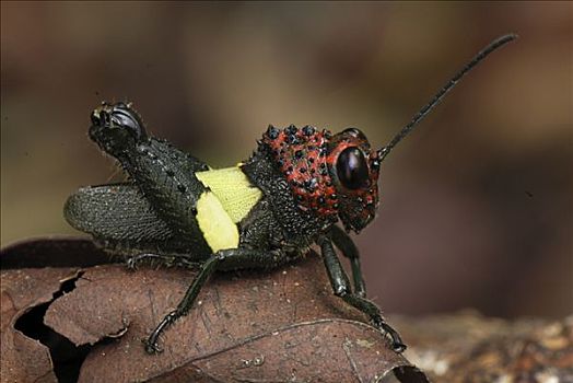 蝗虫,展示,警戒色,檀中埠廷国立公园,印度尼西亚