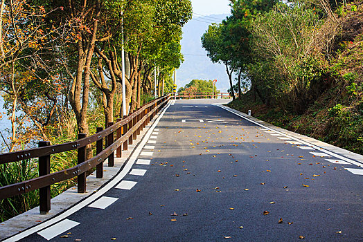 秋色,路面,林荫道,行道树