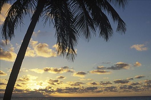 棕榈树,海洋,日出,塔希提岛,法属玻利尼西亚,波拉岛