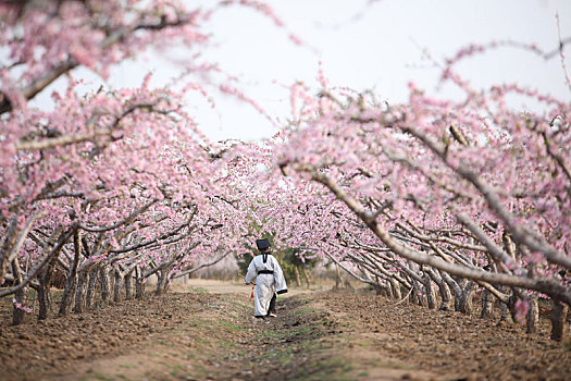 花开春天里