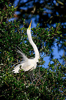 大白鹭,成年,展示,婚羽,栖息,树上,佛罗里达,美国