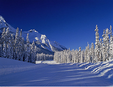 山路,冬天,卡纳纳斯基斯县,艾伯塔省,加拿大