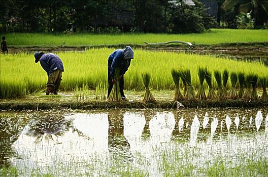 农民,工作,稻田,收获,柬埔寨