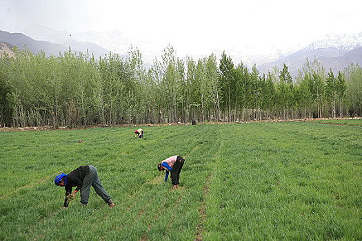 西藏俊巴村的农民正在田地劳作