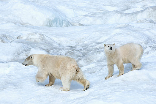 北极熊,幼兽,2岁,岛屿,远东,联邦,地区,俄罗斯,欧洲