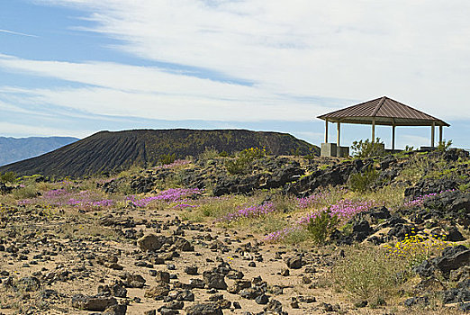 莫哈韦沙漠,沙子,马鞭草属植物,花,火山口,背景,加利福尼亚,美国