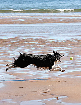 狗,追逐,球,海滩
