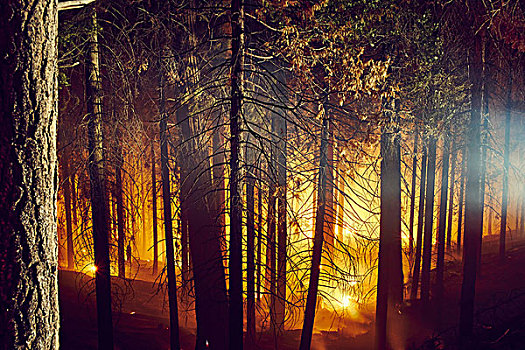 森林火灾,优胜美地国家公园,加利福尼亚,美国