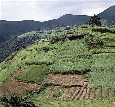 漂亮,西南方,乌干达,卢旺达,一个,人,人口,非洲,英寸,富饶,火山,陆地,耕作,阶梯状,陡峭,山,斜坡,预防