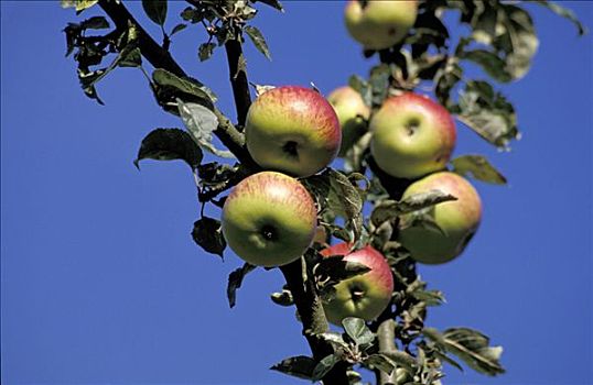 红苹果,树,果园,山谷,地区,巴登符腾堡,德国