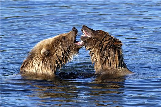 棕熊,玩,水中,布鲁克斯河,国家公园,阿拉斯加,美国