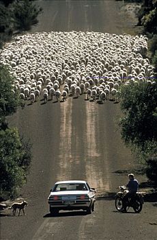 家羊,绵羊,牧人,停止,交谈,路中央,袋鼠,岛屿,澳大利亚
