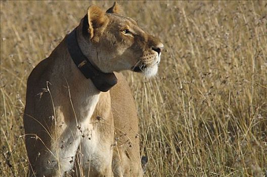 雌狮,狮子,追踪,装置,马赛马拉,肯尼亚,非洲