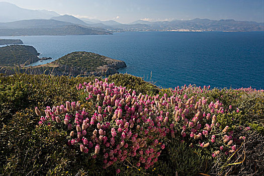 克里特岛,乌木,花,丰富,悬崖顶,东方,希腊,欧洲