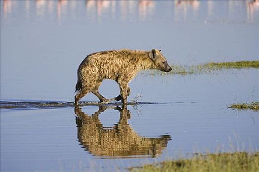 斑鬣狗,反射,水,纳库鲁湖国家公园,肯尼亚,东非